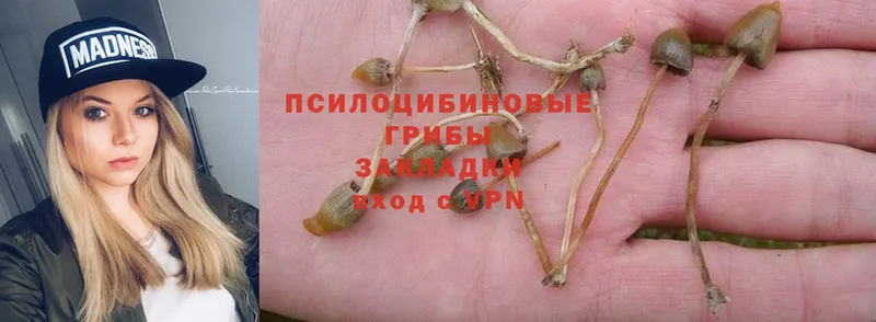 hydra ссылки  Рубцовск  Псилоцибиновые грибы Psilocybe 